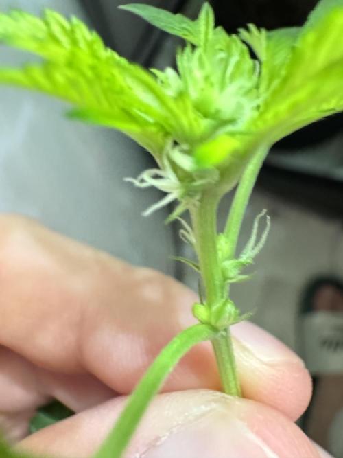 High Society by Compound Genetics. Week 9 - Day 21