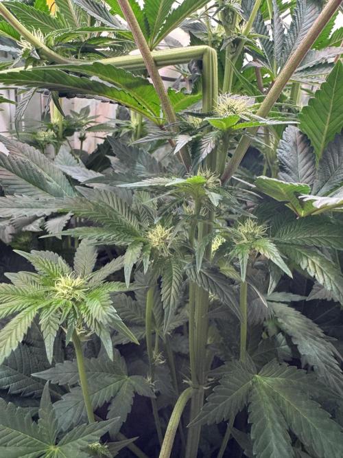High Society by Compound Genetics. Week 9 - Day 21