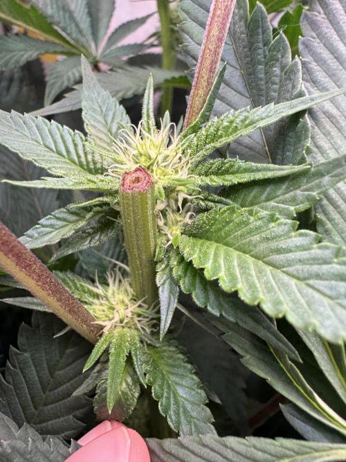 High Society by Compound Genetics. Week 9 - Day 21