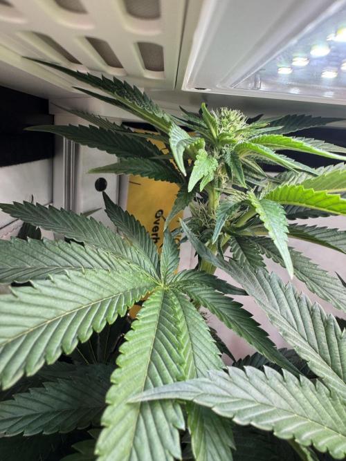 High Society by Compound Genetics. Week 9 - Day 21