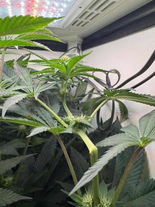 High Society by Compound Genetics. Week 9 - Day 21