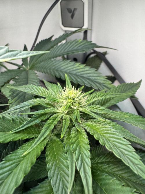 High Society by Compound Genetics. Week 9 - 08/April 2026: Day 21