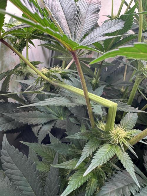 High Society by Compound Genetics. Week 9 - Day 21