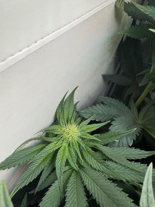 High Society by Compound Genetics. Week 9 - Day 21