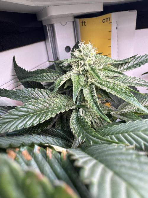 High Society by Compound Genetics. Week 10 - Day 28