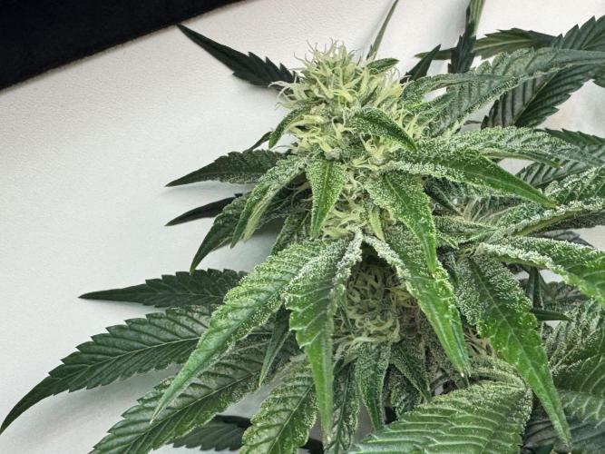 High Society by Compound Genetics. Week 10 - Day 28
