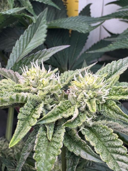 High Society by Compound Genetics. Week 10 - 15/April 2026: Day 28