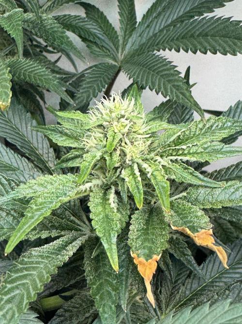High Society by Compound Genetics. Week 10 - Day 28
