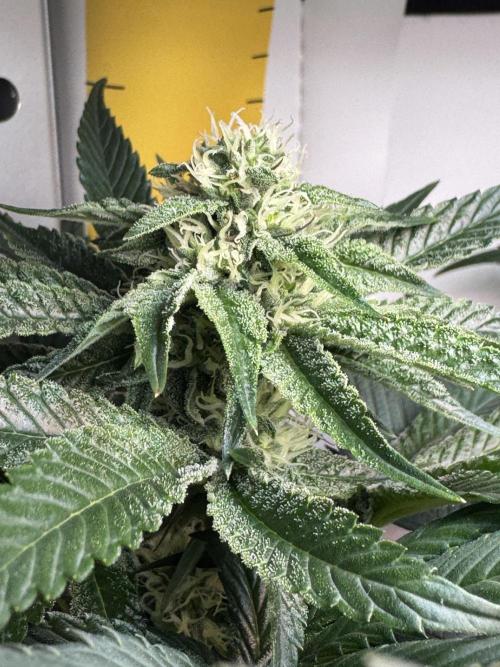 High Society by Compound Genetics. Week 10 - Day 28