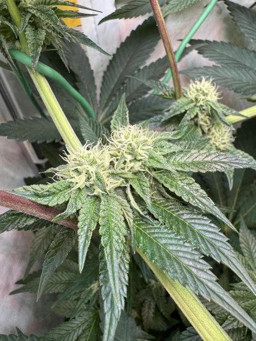 High Society by Compound Genetics. Week 10 - Day 28