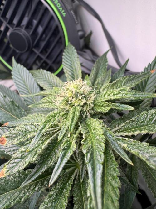 High Society by Compound Genetics. Week 10 - Day 28