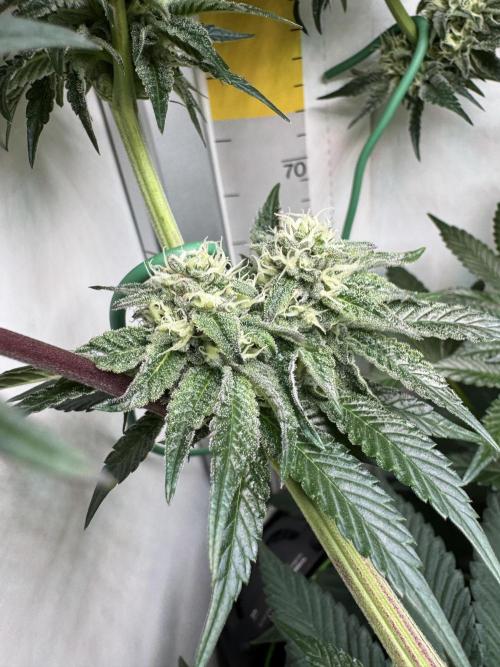 High Society by Compound Genetics. Week 11 - 22/April 2026: Day 35