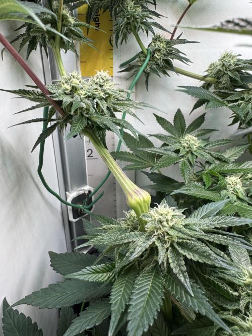 High Society by Compound Genetics. Week 11 - Day 35