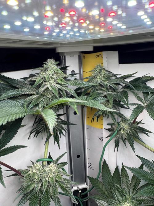 High Society by Compound Genetics. Week 11 - Day 35