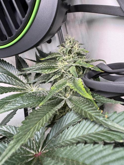 High Society by Compound Genetics. Week 11 - Day 35