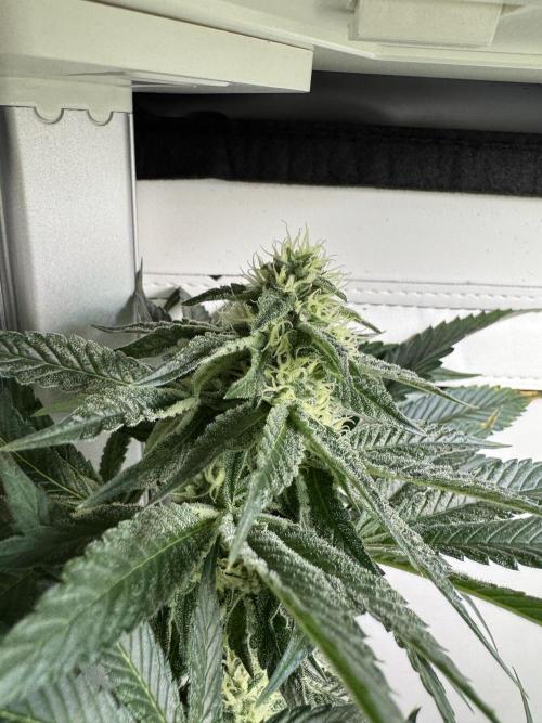 High Society by Compound Genetics. Week 11 - Day 35