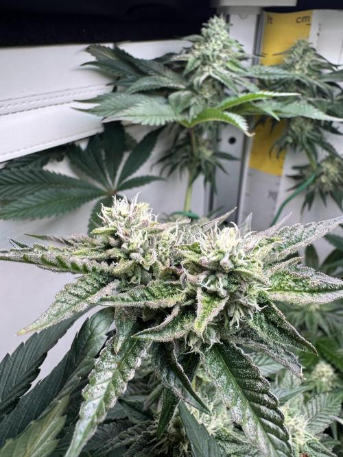 High Society by Compound Genetics. Week 11 - Day 35