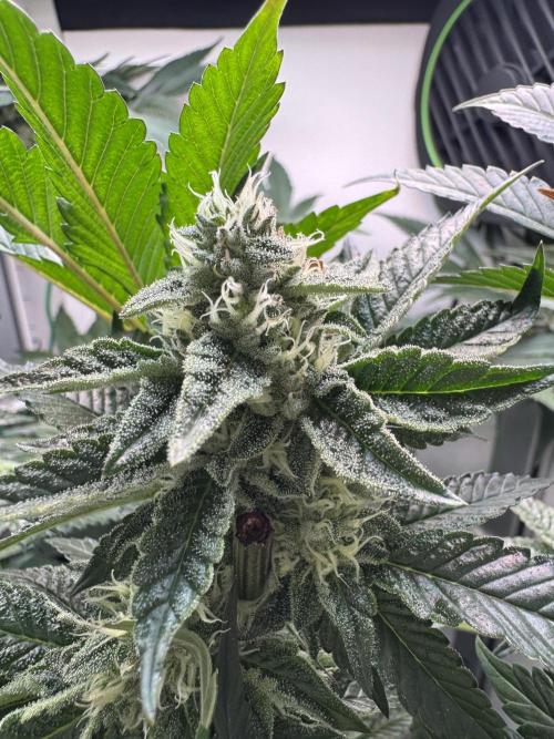 High Society by Compound Genetics. Week 11 - Day 35
