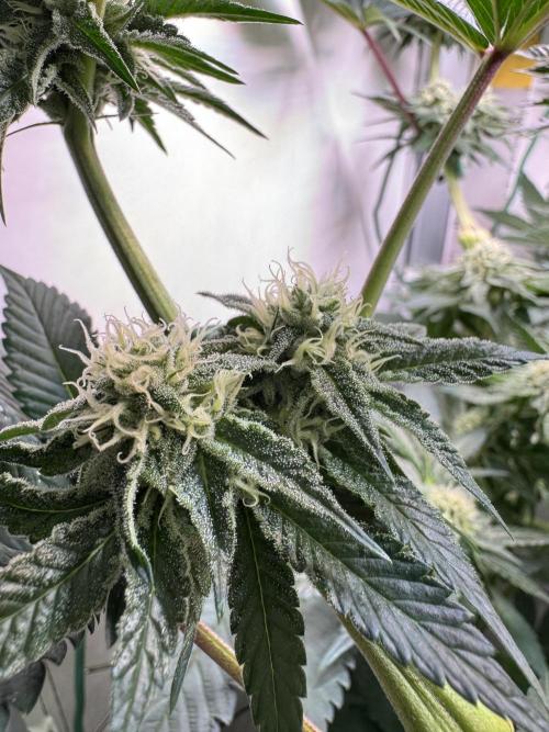 High Society by Compound Genetics. Week 11 - Day 35