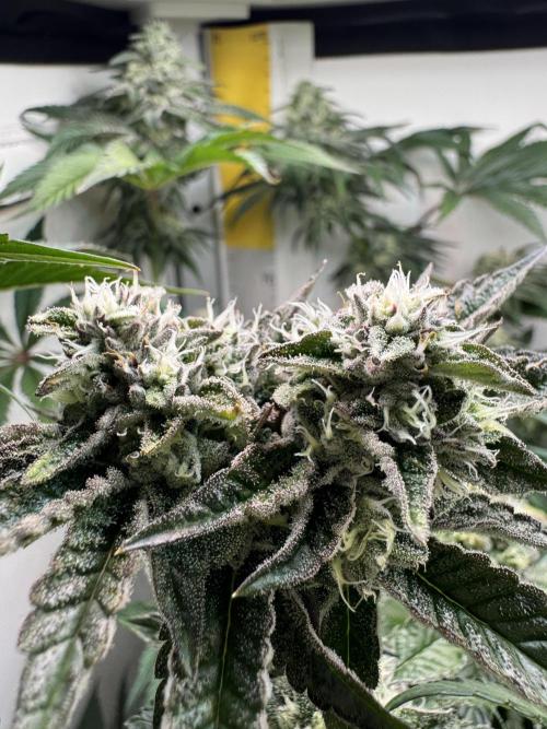 High Society by Compound Genetics. Week 12 - 30/April 2026: Day 43