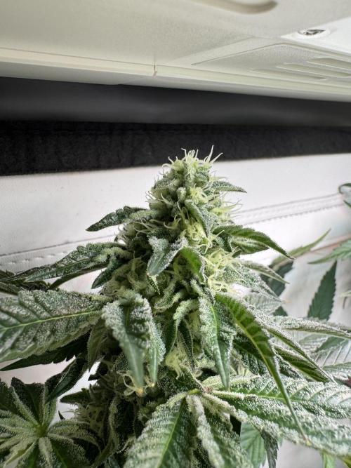 High Society by Compound Genetics. Week 12 - Day 43