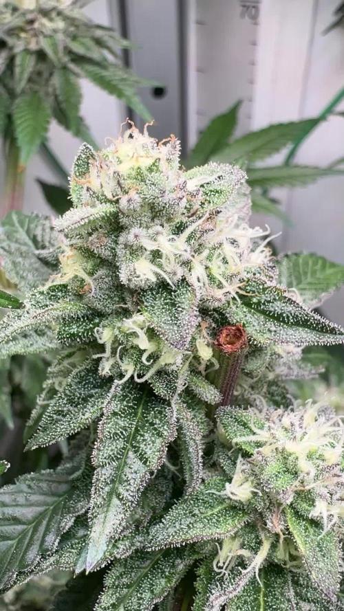 High Society by Compound Genetics