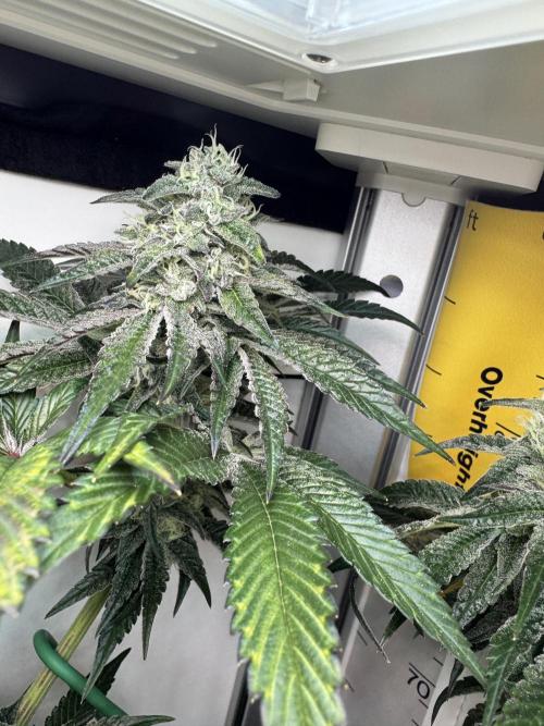 High Society by Compound Genetics. Week 12 - Day 43