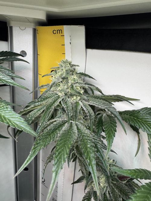 High Society by Compound Genetics. Week 12 - Day 43