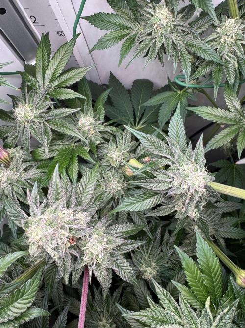 High Society by Compound Genetics. Week 12 - Day 43