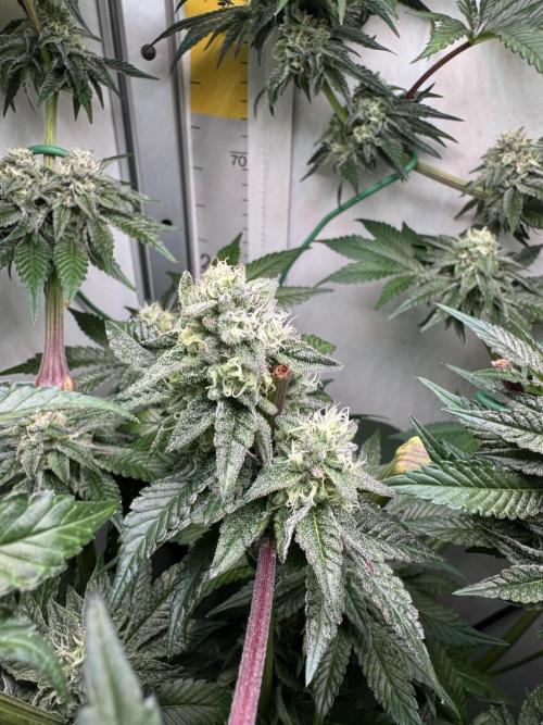 High Society by Compound Genetics. Week 12 - Day 43