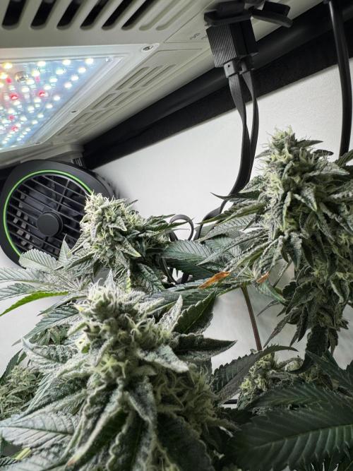 High Society by Compound Genetics. Week 12 - Day 43