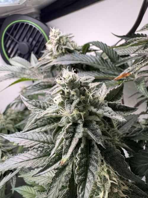 High Society by Compound Genetics. Week 12 - Day 43