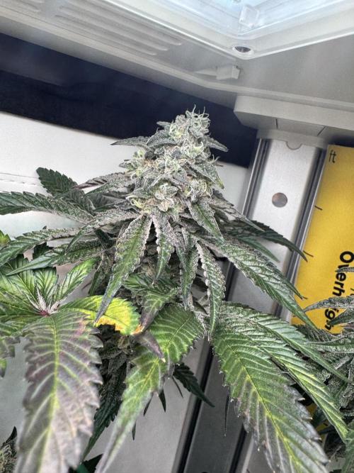 High Society by Compound Genetics. Week 13 - 09/May 2026: Day 52