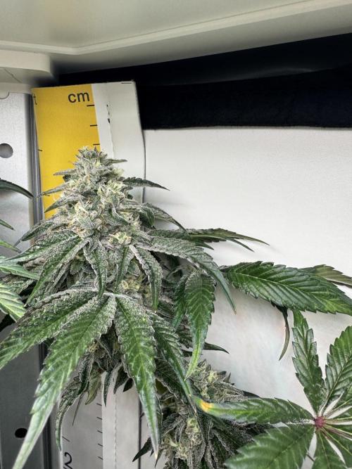 High Society by Compound Genetics. Week 13 - Day 52