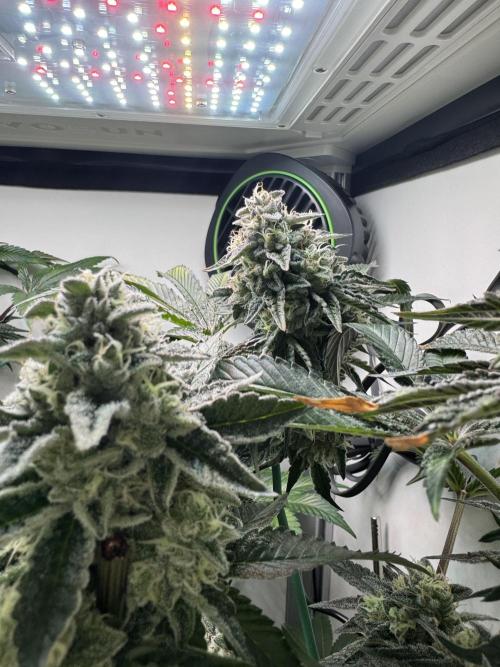 High Society by Compound Genetics. Week 13 - Day 52