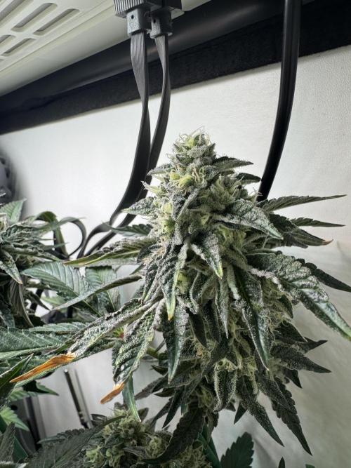 High Society by Compound Genetics. Week 13 - Day 52