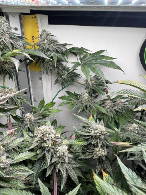 High Society by Compound Genetics. Week 13 - Day 52