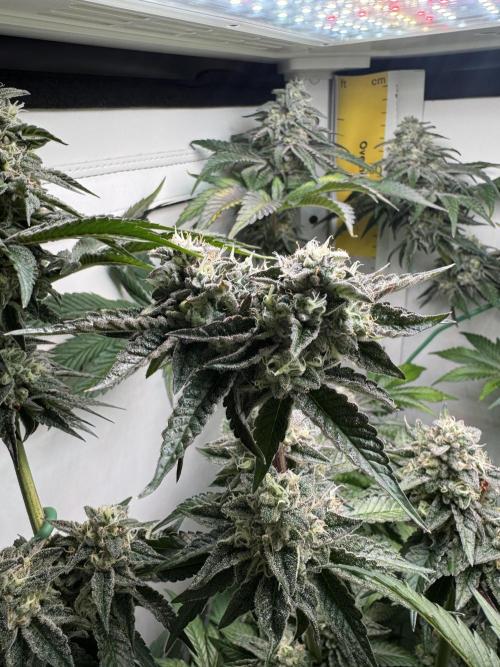 High Society by Compound Genetics. Week 13 - Day 52