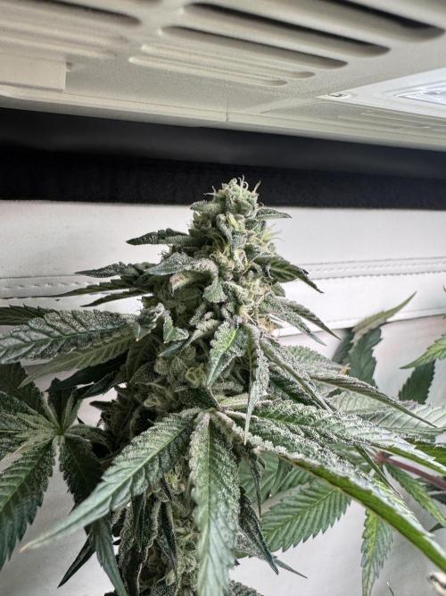 High Society by Compound Genetics. Week 13 - Day 52