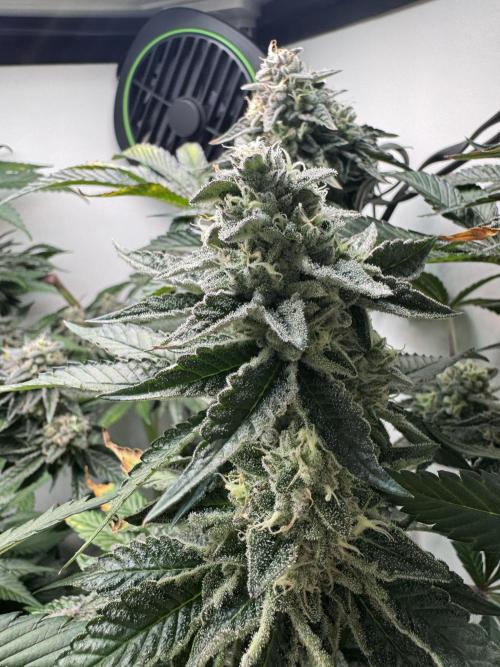 High Society by Compound Genetics. Week 13 - Day 52