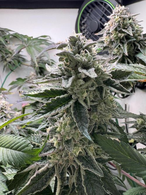 High Society by Compound Genetics. Week 14 - Day 59