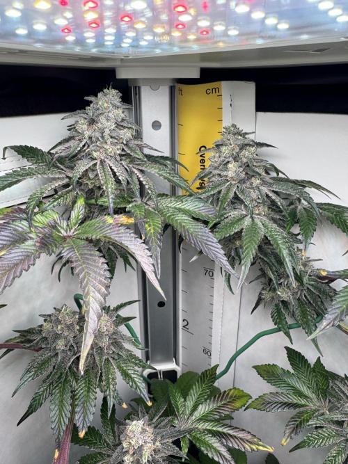 High Society by Compound Genetics. Week 14 - 16/May 2026: Day 59