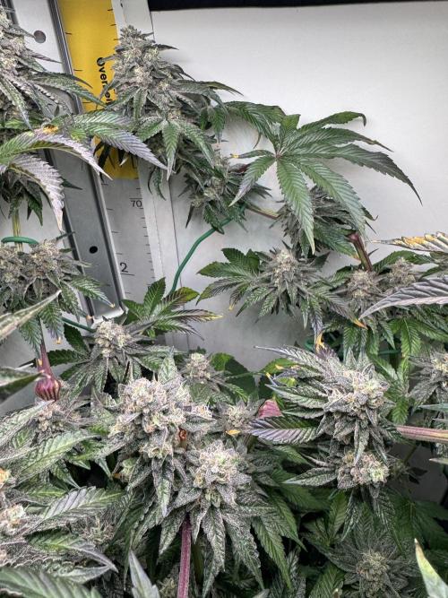 High Society by Compound Genetics. Week 14 - Day 59