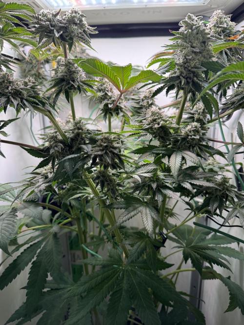 High Society by Compound Genetics. Week 14 - Day 59