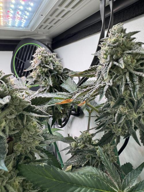 High Society by Compound Genetics. Week 14 - Day 59
