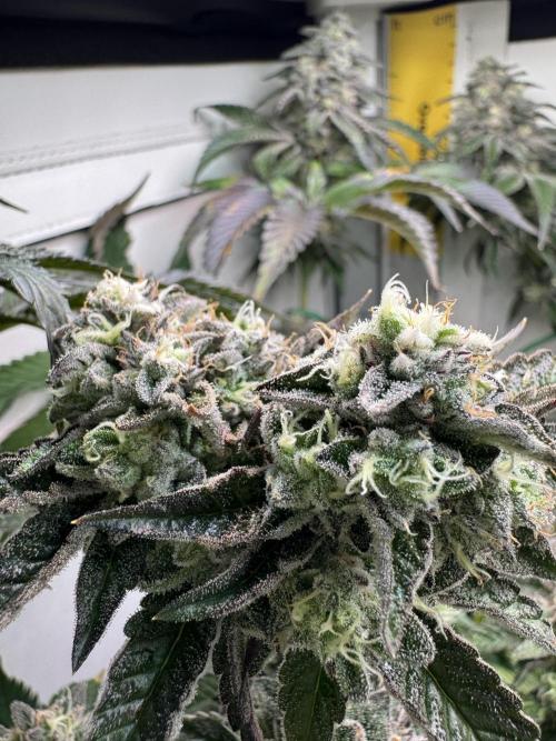High Society by Compound Genetics. Week 14 - Day 59