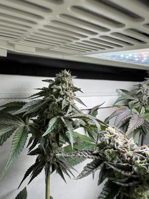 High Society by Compound Genetics. Week 14 - Day 59