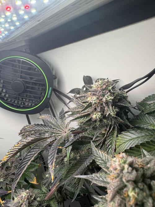 High Society by Compound Genetics. Week 16 - Day 72