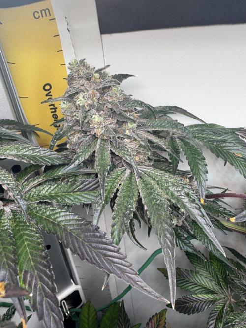 High Society by Compound Genetics. Week 16 - Day 72