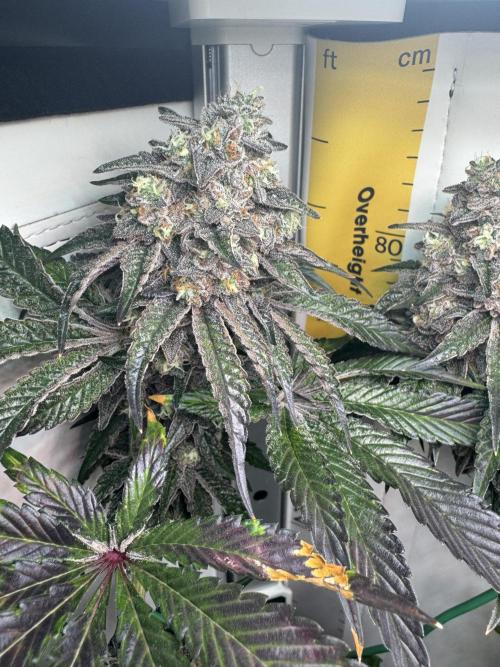 High Society by Compound Genetics. Week 16 - 29/May 2026: Day 72